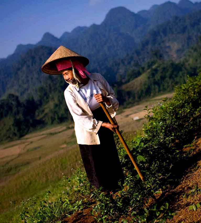 Вьетнамский чай